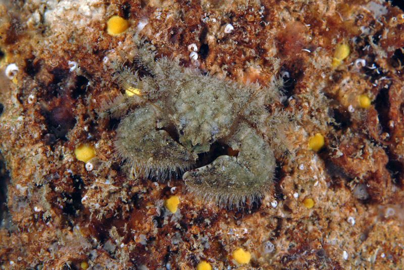 Porcellana platycheles